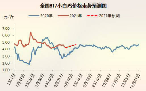 关于当前市场下817毛鸡价格的最新动态分析